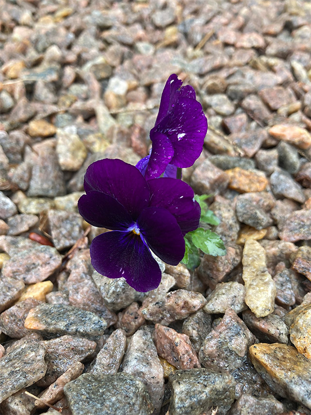lila-viol